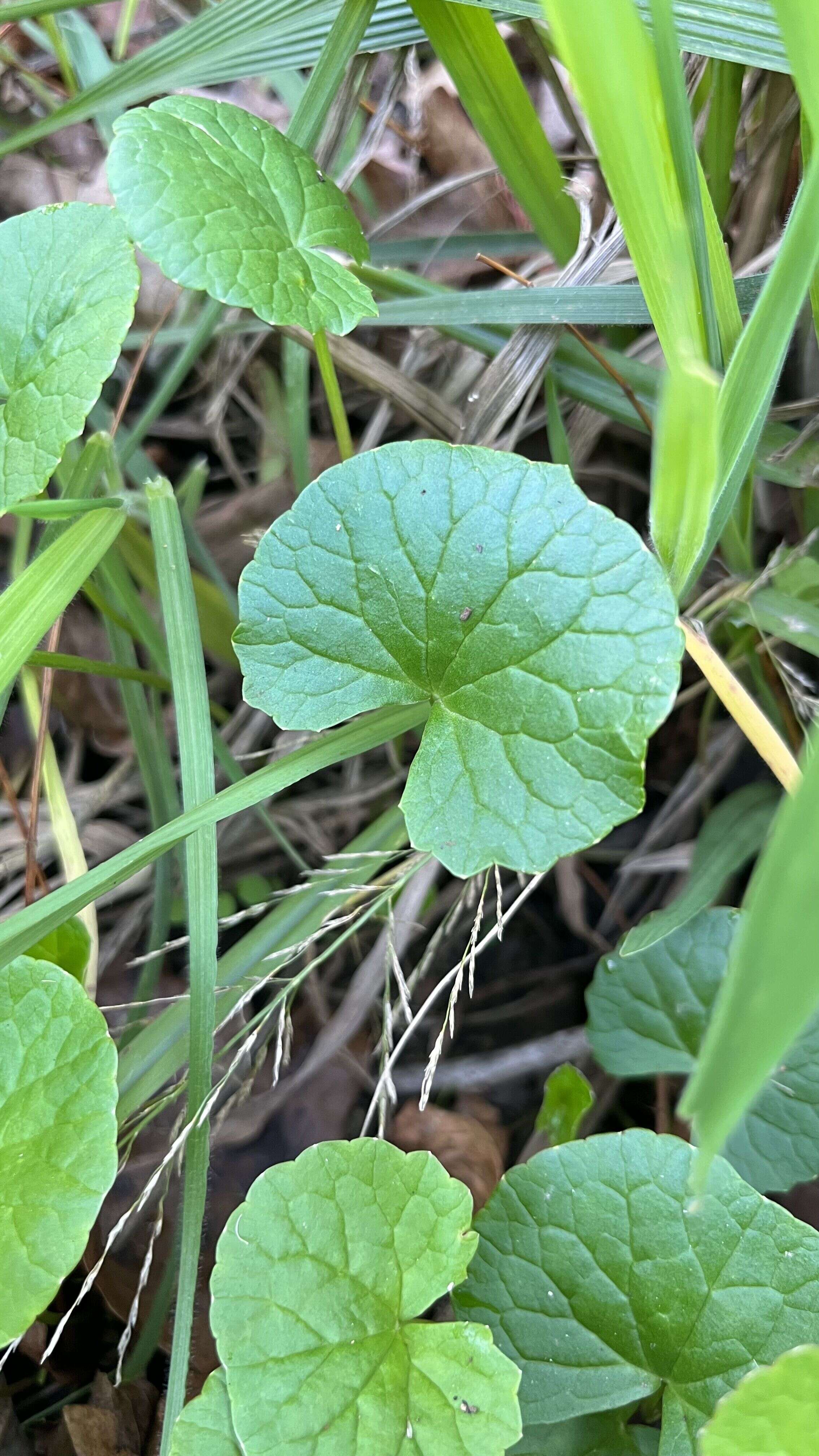 Pennywort - Weedopedia - detail view